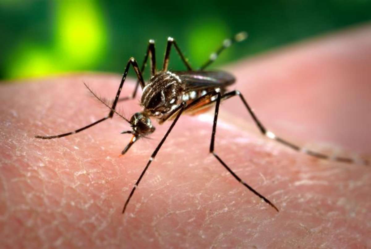 Teste de zika passa a ter cobertura obrigatória por plano de saúde