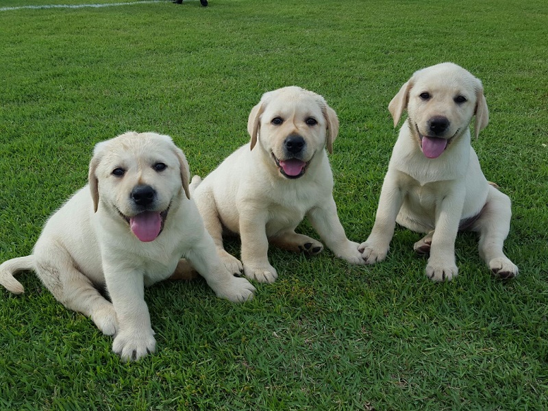 Instituto de cães-guia apresenta os primeiros filhotes