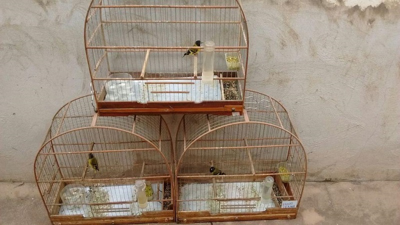 Polícia Ambiental apreende 22 pássaros  silvestres em Assis