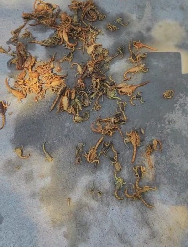 Moradores encontram dezenas de escorpiões no quintal
