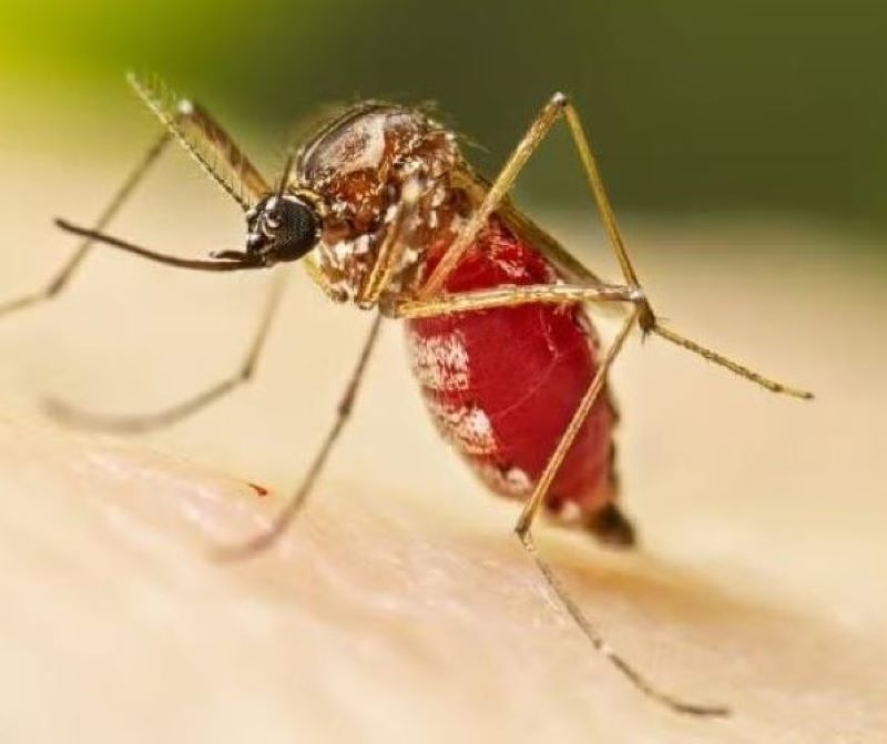 Tarumã confirma 1ª morte por dengue em 2024