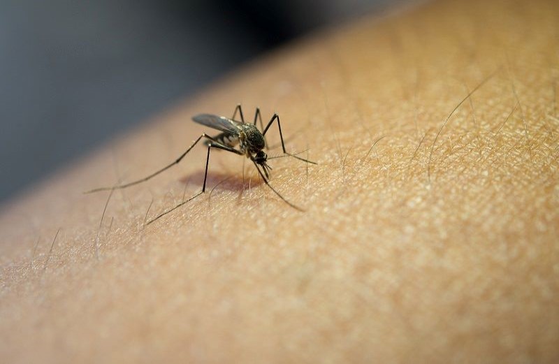 Assis soma mais de 5 mil casos positivos de dengue e uma morte