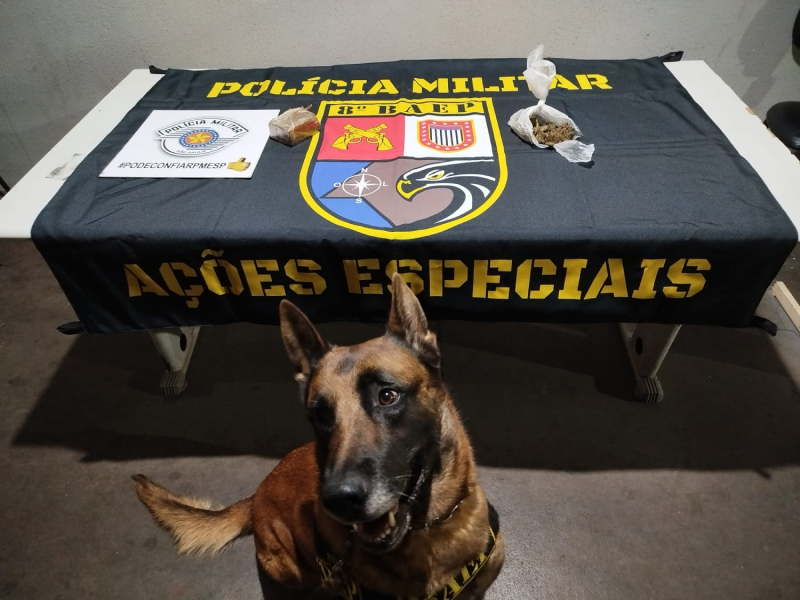 Cão de faro localiza droga enterrada em terreno em Paraguaçu Paulista