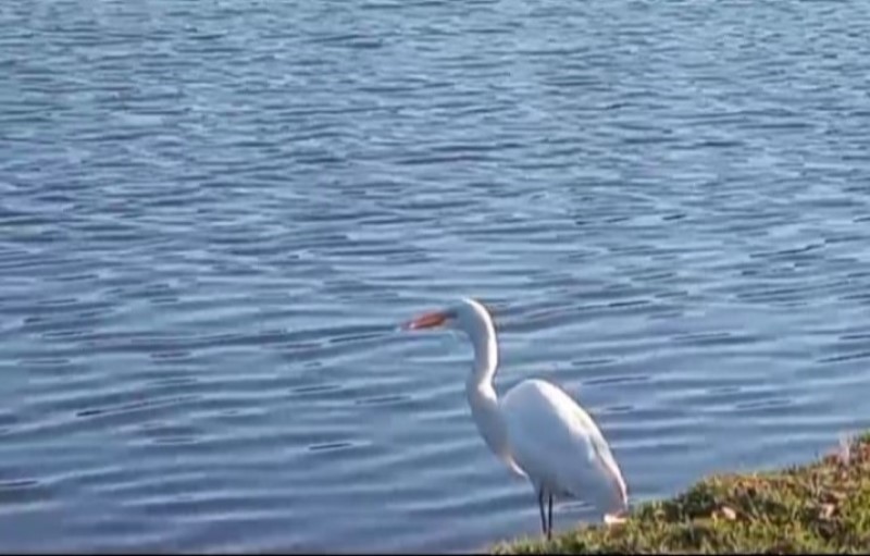 Leitora flagra garça com linha de pesca enrolada no bico no Parque das Águas