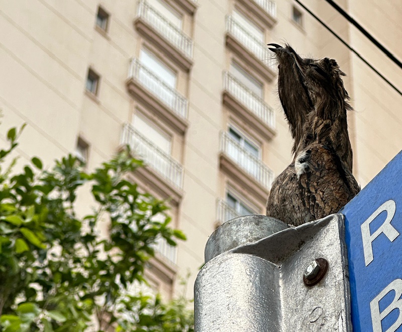 Urutau é avistado em Assis nesta sexta-feira, em plena área urbana