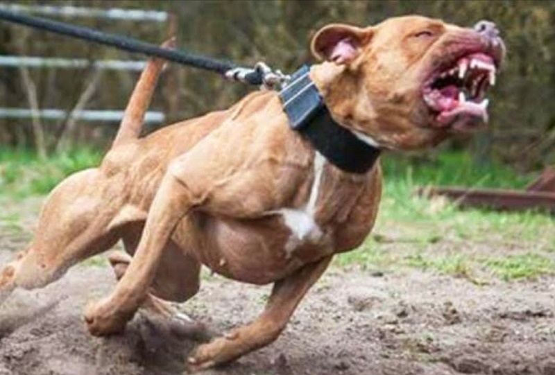 Criança fica gravemente ferida após ser atacada por pitbull em Paraguaçu Paulista