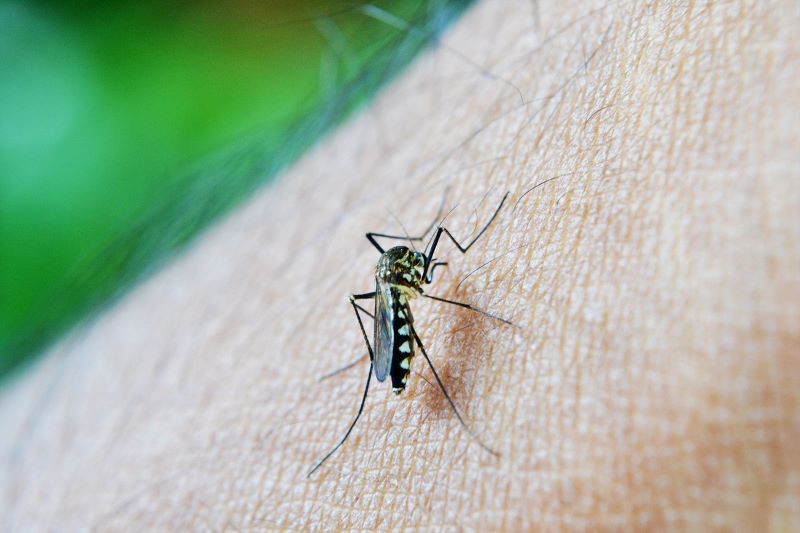 No time contra a dengue, Energisa compartilha dicas para prevenir os focos do Aedes aegypti