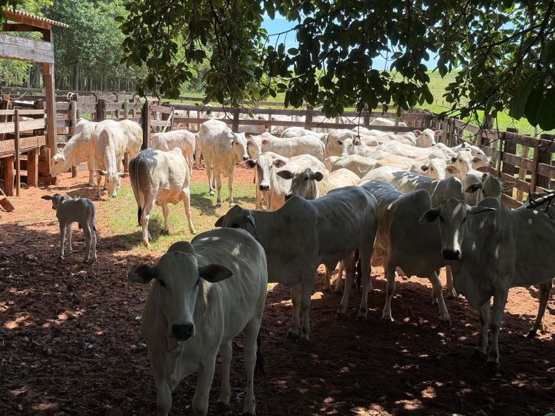 Polícia Civil localiza e restitui bovinos retirados de uma fazenda