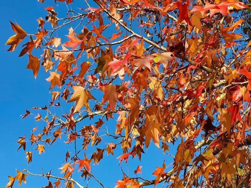 Outono chega com temperaturas mais baixas e dias mais secos