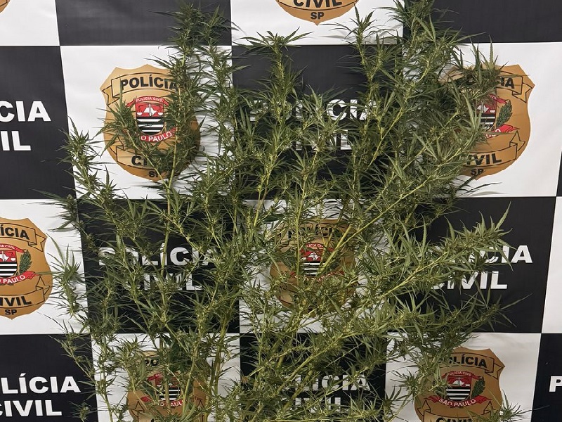 Homem é preso em flagrante por cultivar “horta de maconha” em Iepê